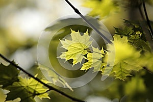 close up of a lush springtime foliage on a tree twig in the woods backlit by the setting sun fresh spring maple leaves in the