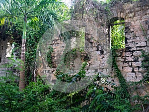 CLOSE UP: Lush tropical greenery overgrows the ruins of an abandoned factory.