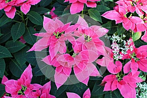 Close up of Luv U Pink Poinsettias