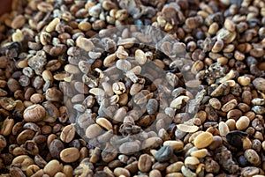 Close up of luwak coffee beans