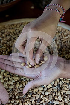 Close up of luwak coffee beans in hand