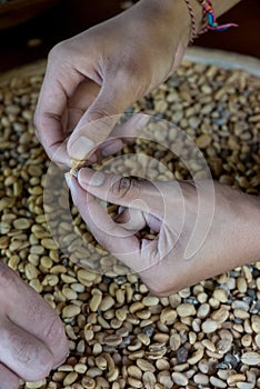 Close up of luwak coffee beans in hand