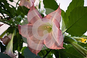 Close-up of a luxurious flower of white-red Datura