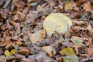 Close up of Lycoperdaceae