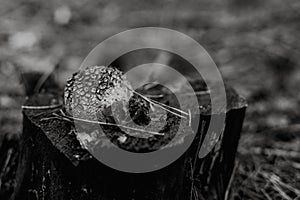 Close up on Lycoperdon perlatum on the tree, black and white