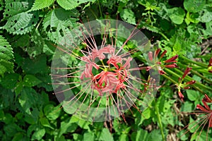 Close-up of Lycoris radiata aka red spider lily, red magic lilly, corpse flower, or equinox flower