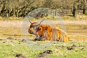 Close up of a lying ruminant Scottish highlander cow in the Eexterveld