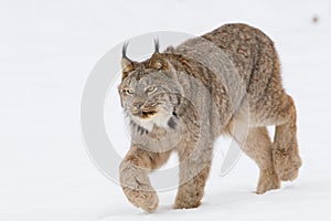 Close-up of lynx hunting prey