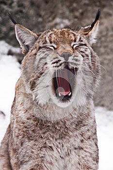 A close-up of the lynx`s head, a big cat yawns exposing the red mouth