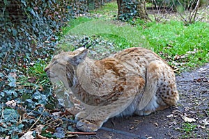 Close-up of a lynx that sits on the ground