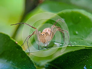 Close up of a lynx spider on a green leaf.