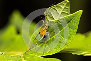 Close-up lynx spider on green leaf