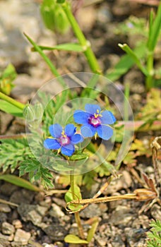 Lysimachia arvensis, commonly known as scarlet pimpernel flower , flora Iran photo