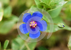 Lysimachia arvensis, commonly known as scarlet pimpernel flower , flora Iran photo