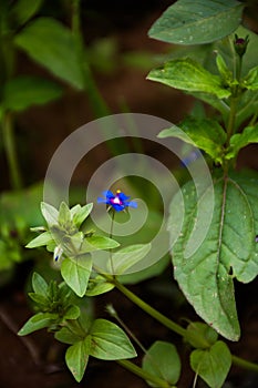 Lysimachia arvensis, commonly known as scarlet pimpernel flower, flora Iran