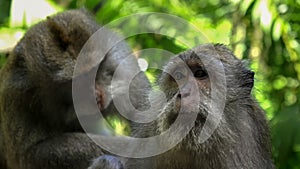 Close up of a macaque being deloused at ubud monkey forest, bali