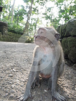 Close up of Macaque monkey in Bali