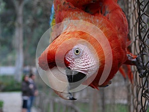 Close-up of a macaw ara chioroptera in a garden, Lima photo