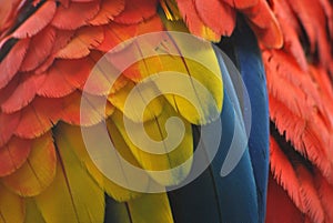 Close-up of macaw parrot feathers in red, yellow and blue