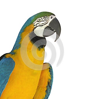 Close-up of a macaw parrot isolated