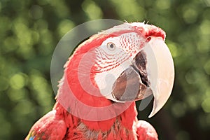 Close up. macaw parrot looking at the camera