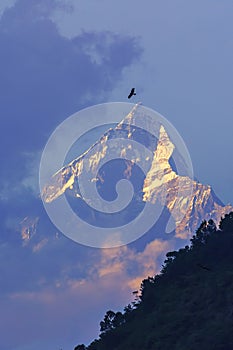 Close up of Machapuchare Fish Tail mountains as seen at sunrise from Pokhara city