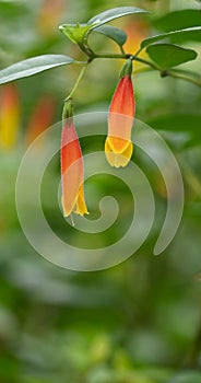 Close-up of macleania insignis flowers