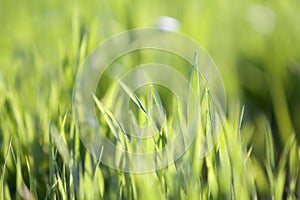 Close up macro abstract image of bright fresh clean light green grass blades growing on blurred green bokeh grassy background on s