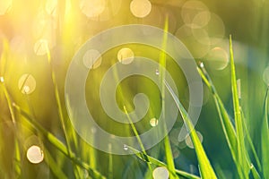 Close up macro abstract picture of lit by sun bright fresh clean light green grass blades growing on blurred bokeh background on