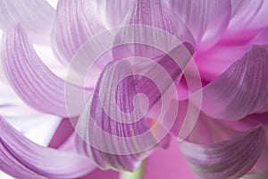 Close up macro of abstract pink flower petal chrysanthemum