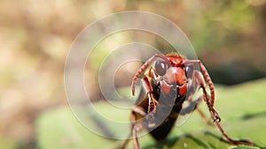 Close up macro of a asian hornet looking at the camera in nature