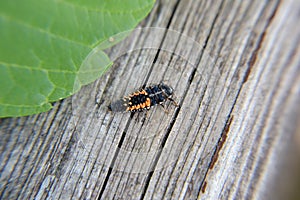 Close up macro asian larva ladybug