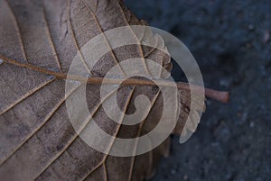 Close-Up Macro Autumn Fall Leaf Detail