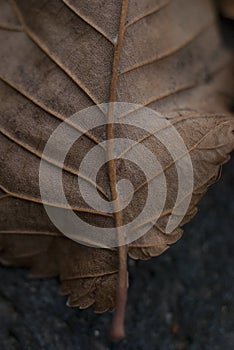 Close-Up Macro Autumn Fall Leaf Detail