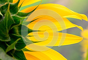 Close up macro back of vibrant sunflower rear view background textures