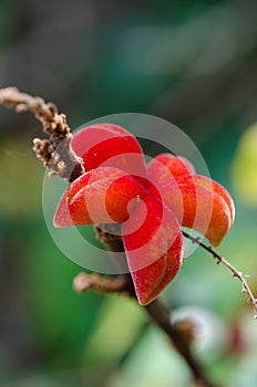 Close-up macro of beautiful and exotic star formed red plant, Ghana, West Africa