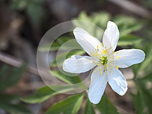 Close up macro of beautiful perfect white wood anemone flower, Anemone nemorosa, selective focus, bokeh, spring floral