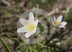 Close up macro of beautiful perfect white wood anemone flowers, Anemone nemorosa, selective focus, bokeh, spring floral