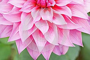 Close up macro beautiful petal pink flower