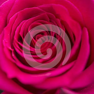 Close up macro of beautiful vibrant red rose