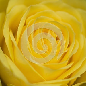 Close up macro of beautiful vibrant yellow rose