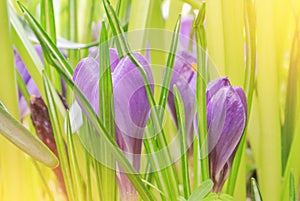 Close-up macro beautiful violet lush vibrant crocuses, spring fl