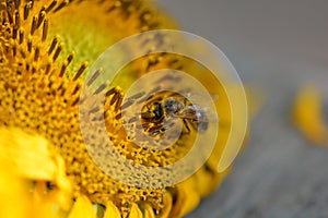 Close up macro bee working on sunflower