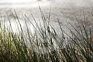 Close up, macro of dew drops on blades of fresh grass, morning rays of sun, water saving and green concept, save planet, blurred