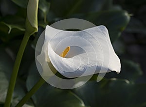 Close up macro blooming white flower head of calla lily or arum