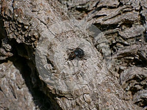 Close up / Macro Bluebottle fly / insect on bark of a horse chestnut tree.