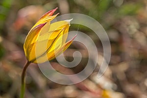 Close up macro of bright yellow flower.