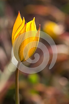 Close up macro of bright yellow flower.