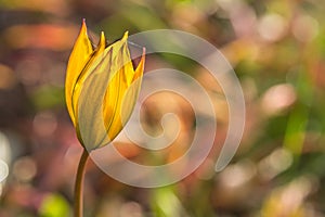 Close up macro of bright yellow flower.