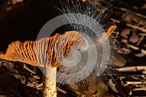 Close-up macro of a brown and white wild toadstool or edible mushroom growing